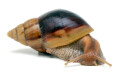 Lissachatina fulica hamillei juvenil